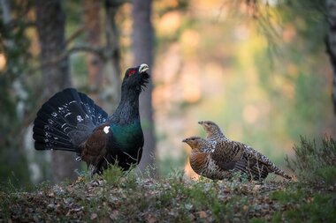 Auerwild Sommer | © Adobe Stock